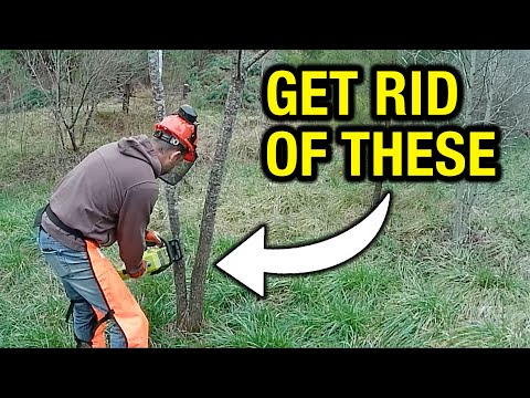 5 Winter Habitat Projects You Can Work on Now!