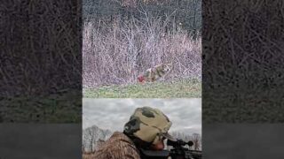 6.5 Grendel and @DNTOptics Zulus 3 12r is hard on the coyotes! #coyotecalling #hunting #outdoors
