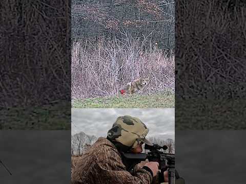 6.5 Grendel and @DNTOptics Zulus 3-12r is hard on the coyotes! #coyotecalling #hunting #outdoors