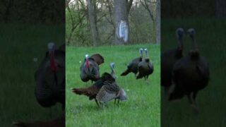 Airgun Hunters’ Dream | Wild Turkey Taken in Style #turkeyhunting #wildlife #hunting #nature #short