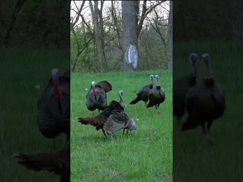 Airgun Hunters’ Dream | Wild Turkey Taken in Style #turkeyhunting #wildlife #hunting #nature #short