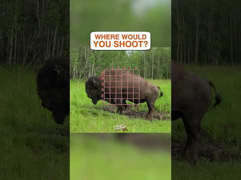 Big Bison at 30 Yards, what's your spot? #hunting #questions #bison #buffalo