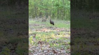 BOBCAT ATTACKS TURKEY DECOY! #huntthebreak #hunting #turkeyhunting #bobcat