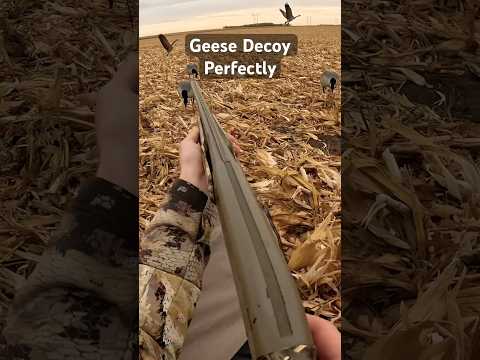 Bringing em in close #southdakota #goosehunting #waterfowlhunting #hunting