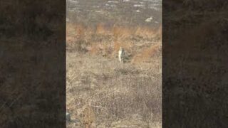 Calling Coyotes right to the foxpro! #predatorhunting #coyote #coyotecalling #oneillops