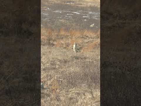Calling Coyotes right to the foxpro! #predatorhunting #coyote #coyotecalling #oneillops