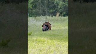 Calling in a BIG TOM!!! #turkeyhunting #turkey #hunting #turkeycall