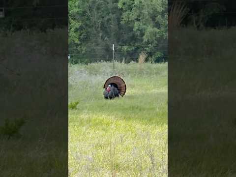 Calling in a BIG TOM!!! #turkeyhunting #turkey #hunting #turkeycall