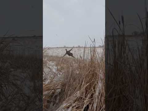 "Close Flush" Wild Pheasant! #pheasant hunting #pheasants #shorts #uplandhunting #rooster