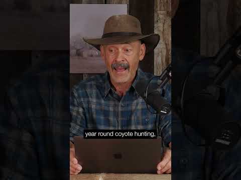 Coyote Hunting All Year?