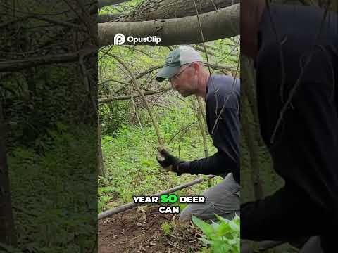 Deer Habitat: Lazy Man's Guide to Land Management