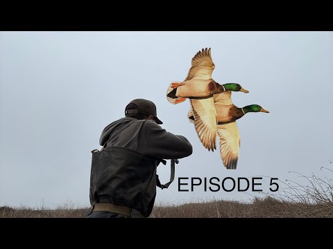 Duck Hunting| CA Refuge| 21 bird day