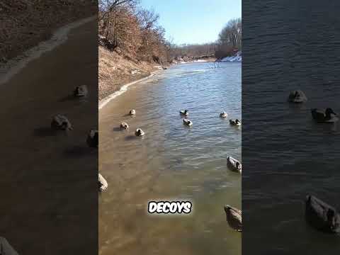 Duck Hunting Fails: Ice on Decoys Makes Ducks Disappear! #shorts
