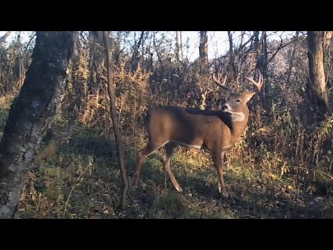 Holding Big Whitetail Bucks On 40 Acres Or Less