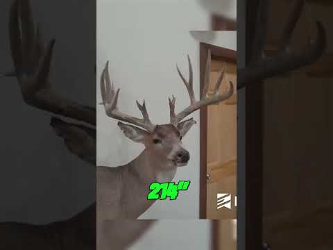 How Rare is a 200" Whitetail?