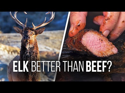 How to Cook ELK STEAKS – Is Elk Better Than Beef?