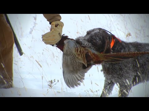 Hunting Montana's Upland Birds in a Blizzard (Classic 2015)