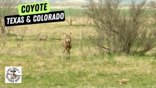 Hunting with 'Coyote Man' Clay Reid