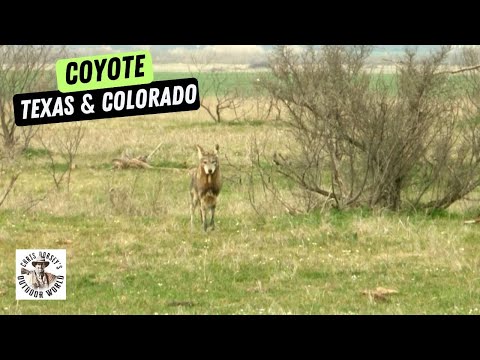 Hunting with 'Coyote Man' Clay Reid