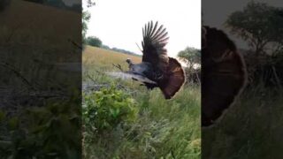 Insanely close to a turkey 😳 this is the closest I’ve ever been to a gobbler.
