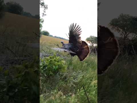 Insanely close to a turkey 😳 this is the closest I’ve ever been to a gobbler.