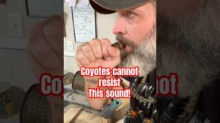 Learn the BEST Way to Master a Closed Reed Coyote Caller