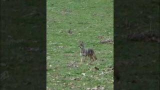 Loooong Neck Coyote! #coyote #hunting #shorts #foxpro