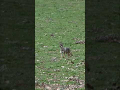 Loooong Neck Coyote! #coyote #hunting #shorts #foxpro