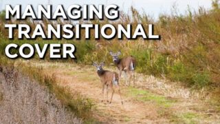 Managing Native Transitional Habitat For Deer