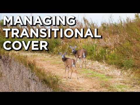 Managing Native Transitional Habitat For Deer
