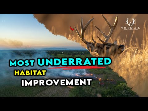 Most Underrated Habitat Improvement for WHITETAILS!
