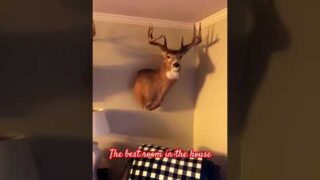My WHITETAIL TROPHY ROOM! #hunting #viral #deer #hunt #buck #trophy #taxidermy #whitetail #shorts