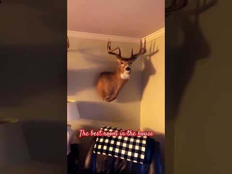 My WHITETAIL TROPHY ROOM! #hunting #viral #deer #hunt #buck #trophy #taxidermy #whitetail #shorts