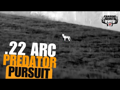Nighttime Coyote Hunt | 40 Coyotes Down with the .22 ARC!