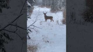 November 23, 2024 afternoon deer hunt. Alberta whitetails in rut. #whitetail #bigbuck