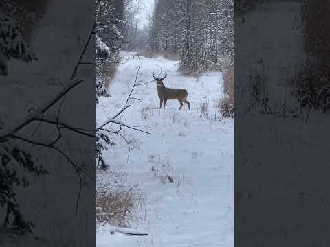 November 23, 2024 afternoon deer hunt. Alberta whitetails in rut. #whitetail #bigbuck