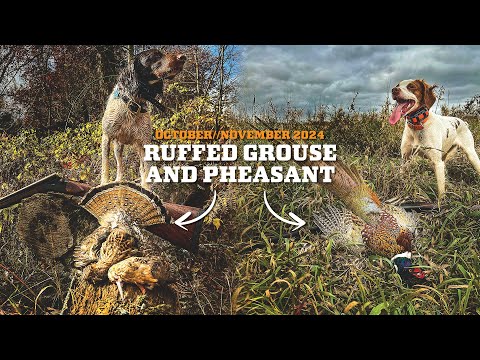 October/November Ruffed Grouse & Pheasant Hunting 2024!