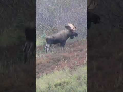 One Shot Moose Hunt!