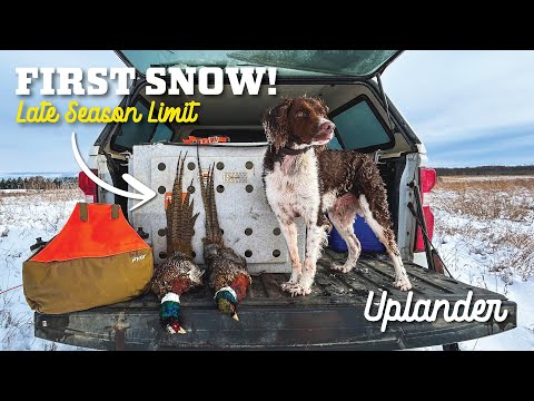 PERFECT Pheasant Hunting Conditions!