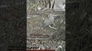 Rompola Buck Untold Story World Record Cover up? #publiclandwhitetails #whitetails #whitetaildeer