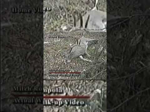 Rompola Buck Untold Story- World Record Cover-up? #publiclandwhitetails #whitetails #whitetaildeer