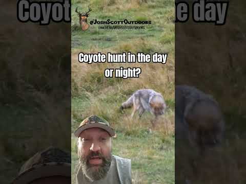 Should I Coyote hunt during the day or night?