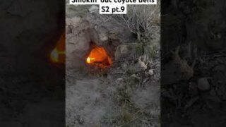 Smokin’ out coyote dens season 2 pt.9 #coyote #hunting #yamahaoutdoors #hunter #nature #yamaha