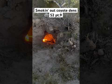 Smokin’ out coyote dens season 2 pt.9 #coyote #hunting #yamahaoutdoors #hunter  #nature #yamaha