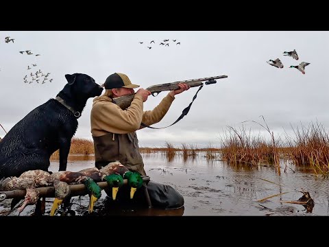 Solo DUCK HUNTING A Public Marsh | HUGE FLOCKS Of Mallards