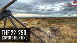 The 22-250 – Coyote Hunting