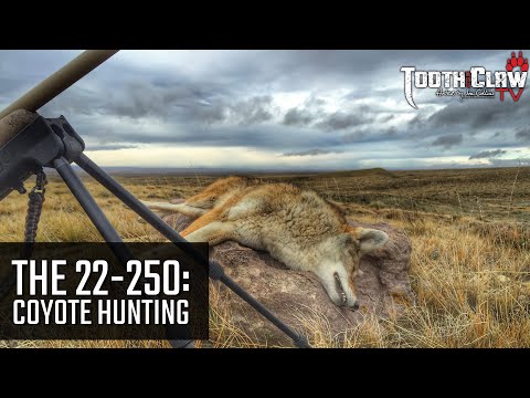 The 22-250 – Coyote Hunting