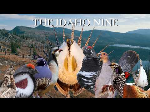 "The Idaho Nine" – An Idaho Upland Hunting Film