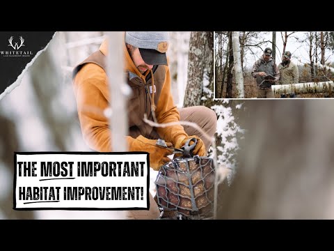 The SINGLE MOST IMPORTANT Habitat Improvement For Your Property!!!