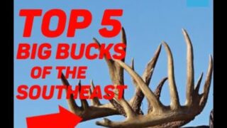 Top 5 Big Record book Bucks of the Southeast